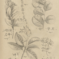 Tab. 17 [Plantes]