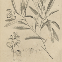 Tab. 18 [Plantes]