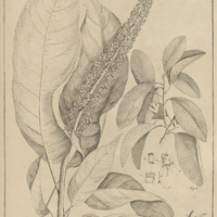 Tab. 19 [Plantes]