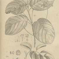 Tab. 20 [Plantes]
