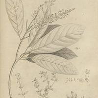 Tab. 21 [Plantes]