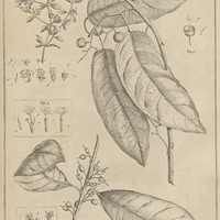 Tab. 22 [Plantes]