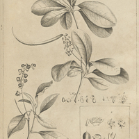 Tab. 23 [Plantes]