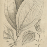 Tab. 24 [Plantes]