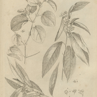 Tab. XXV [Plantes]