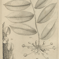 Tab. 26 [Plantes]