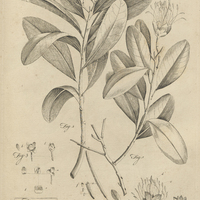 Tab. 27 [Plantes]