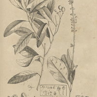 Tab. 28 [Plantes]