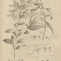 Tab. 29 [Plantes]