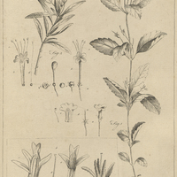 Tab. 30 [Plantes]