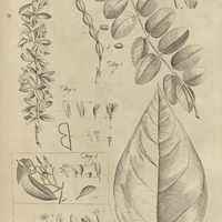 Tab. 31 [Plantes]