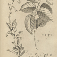 Tab. 32 [Plantes]