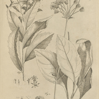 Tab. 33 [Plantes]