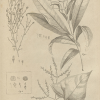 Tab. 34 [Plantes]