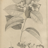 Tab. 35 [Plante]