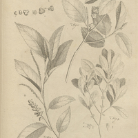 Tab. 36 [Plantes]