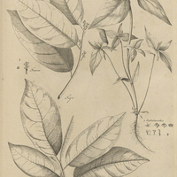 Tab. 37 [Plantes]