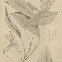 Tab. 38 [Plantes]