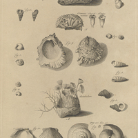 Tab. 40 [Coquillages]