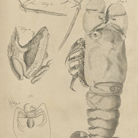 Tab. 41