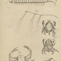 Tab. 42 [Crabes et insectes]