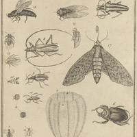 Tab. 43 [Insectes]