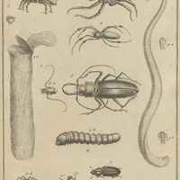 Tab. 44 [Insectes, vers, araignées]