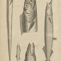 Tab. 45 [Poissons]