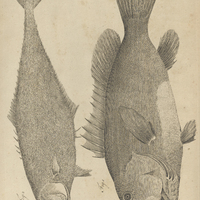 Tab. 46 [Poissons]