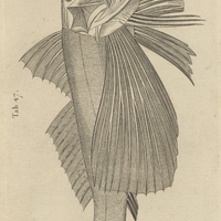 Tab. 47 [Poisson]
