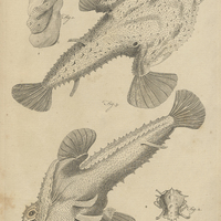 Tab. 48 [Poisson et mollusques]