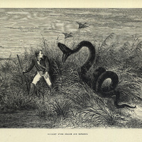 Incident d'une chasse aux canards
