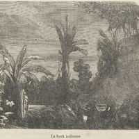 La forêt indienne