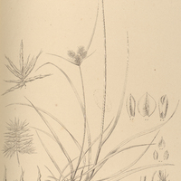 1. DICLIDIUM Maximiliani.