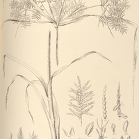 2. DICLIDIUM lenticulare.