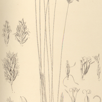 3. PAPYRUS junciformis