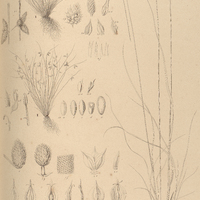 4. I. HEMICARPHA subsquarrosa., II. PLATYLEPIS brasiliensis