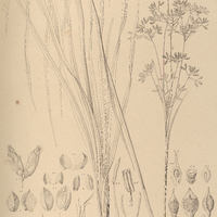 7. PSILOCARYA velutina.