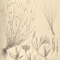 8. I. SPERMODON setaceus., II. PTILOCHAETA diodon.