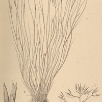 9. HALOSCHOENUS capillaris.