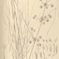 10. ECHINOSCHOENUS sparganioides.