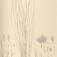 11. MITROSPORA recurvata.