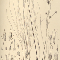 12. EPHIPPIORHYNCHIUM polycephalum.