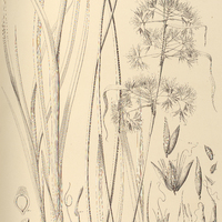 13. CALYPTROSTYLIS florida.