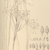 14. NEMOCHLOA macrantha.