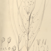 15. NEMOCHLOA sparfiflora.