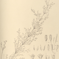 16. ACROCARPUS minarum.