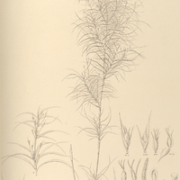 17. ACROCARPUS polyphyllus.