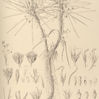18. CEPHALOCARPUS Dracaenula.