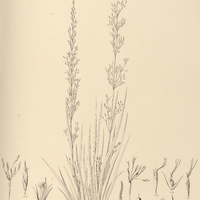 19. CRYPTANGIUM uliginosum.